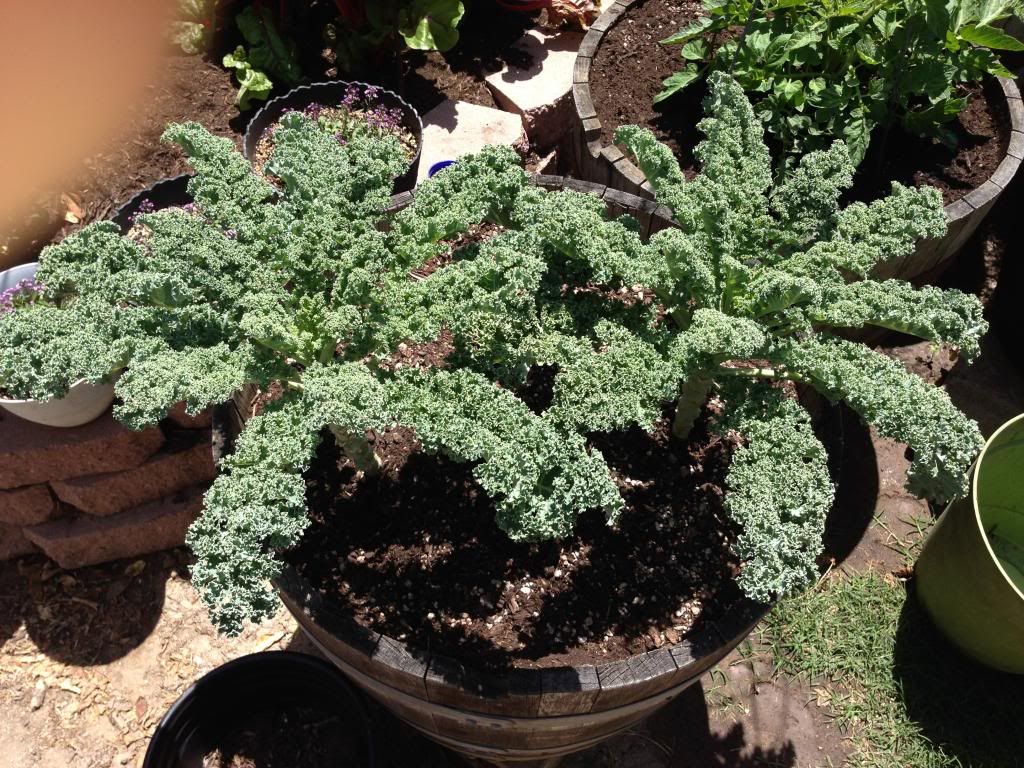  photo Picture006_zpse4671d4b.jpg